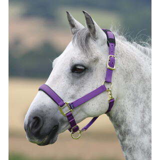 Halfter Topaz purple Pony