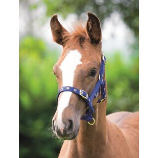 Shires Fohlenhalfter