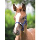 Shires Fohlenhalfter