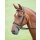 Shires Trensenzaum Salisbury Bodenham australian nut Pony