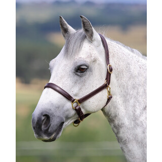 Shires Blenheim Ragley Lined Leder Halfter havana Cob=Vollblut