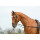 Ausbindezügel BASIC-STARR schwarz/NP G-Pony/VB