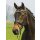 Hans Melzer Trense Valluhn schwarz/silberne Edelstahlbeschläge Pony