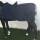 Bucas Ausreitedecke Irish Riding Rug navy Rückenlänge 125cm