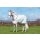 Horseware Amigo Aussie Allrounder Outdoordecke Disc Front