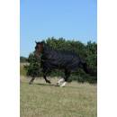 Bucas Outdoordecke Irish Turnout 50g inkl. abnehmbarem...