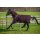 Horseware Outdoordecke Amigo Hero Ripstop Plus Med 200g GFIO-Fig/Silver 140cm