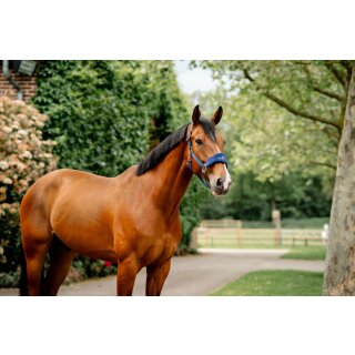 Horseware Signature Grooming Headcollar Halfter