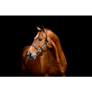 Horseware Signature Leather Headcollar Lederhalfter