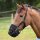 Shires Fressbremse Maulkorb FreeGraze AirFlow Grazing Muzzle