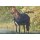 Horseware Amigo 900D Wug Weidedecke 150g