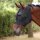 FyGuard Pro Stretch Fly Mask Fliegenmaske ohne Ohren
