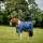 Horseware Amigo 1200D Turnout 100g
